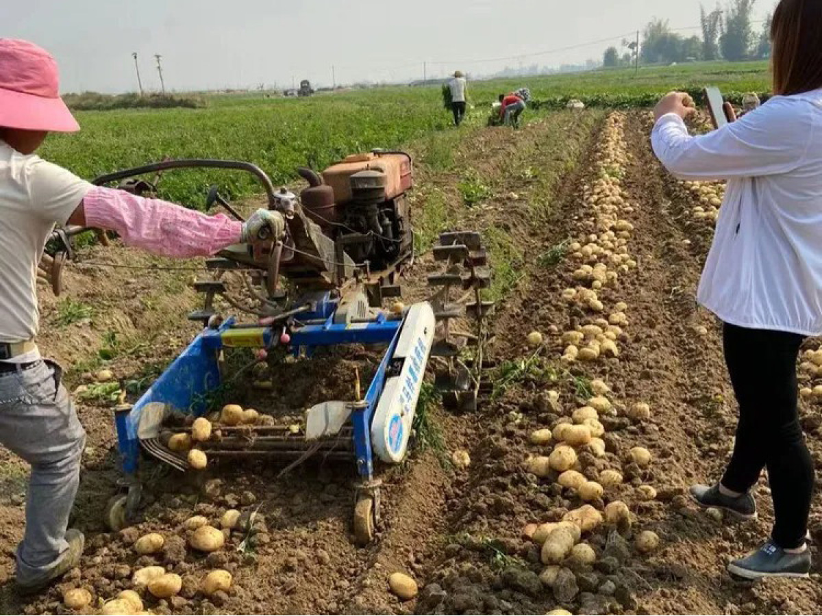 Як вибрати картоплесаджалку для мотоблока: поради для дачників і дрібних фермерів