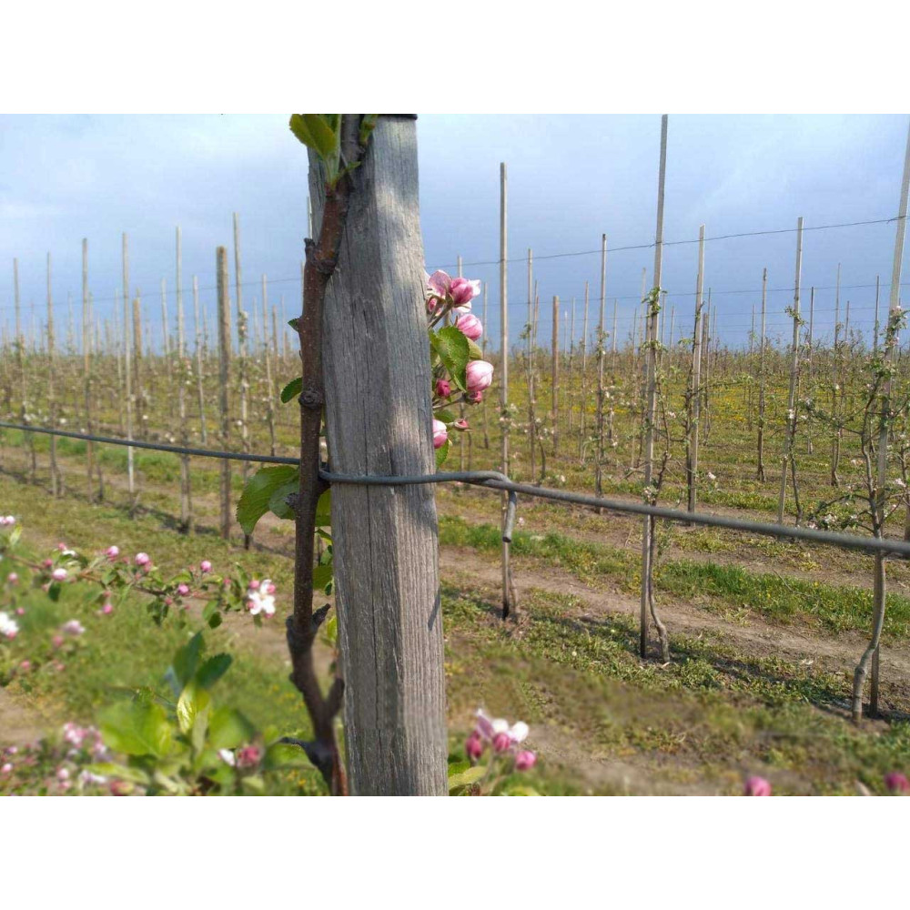 Скоба крепление для шпалер (100 шт.) 3 мм Буковинка