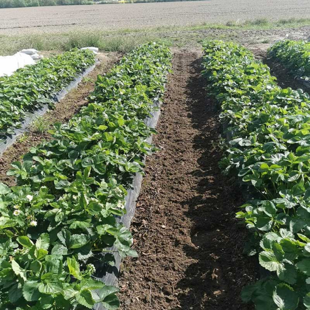 Междурядная садовая почвофреза для тракторов Breviagri IO7R